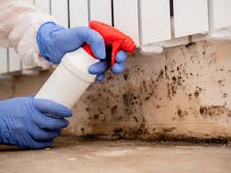 Why You Should Choose Our Mold Remediation Services in Dumont, NJ